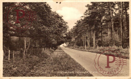 UK. PENMEAD. CREECH WOODS - Surrey