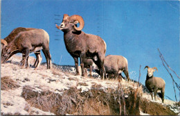 Canada Canadian Rockies Rocky Mountain Bighorn  Sheep 1973 - Other & Unclassified