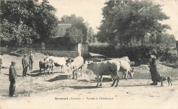 Bonnat * Vaches à L'abreuvoir * Un Coin Du Village * Villageois - Autres & Non Classés