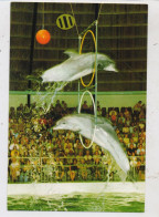 DELFINE / Dolphins, Dolphinarium Harderwijk - Dauphins