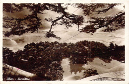 LIBAN - Les Cèdres - Carte Postale Ancienne - Libanon