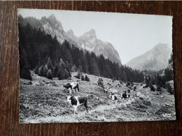 L42/37 LA CHAPELLE D'ABONDANCE . PATURAGES EN MONTAGNE ET LE MONT CHAUFFE - La Chapelle-d'Abondance