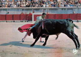 Corrida * La Course De Taureaux * L'estocade * Exécution Courageuse Curro Giron * Toréador Torero - Corrida