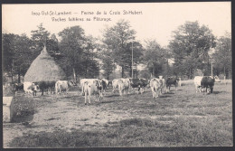 +++ CPA - IVOZ - VAL ST LAMBERT - Ferme De La Croix St Hubert - Vaches Au Pâturage  // - Flémalle