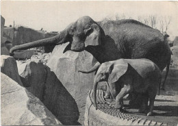 Animaux   - Parc Zoologique  De Vincennes  -  Un Elephant  D'asie  Femelle  Et Micheline  Jeune Elephant D'afrique - Éléphants