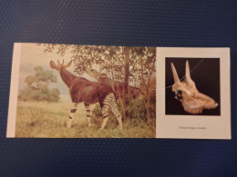 Animaux -Collection "Les Dinosaures" Palaeotragus 1989 Giraffe Ancestor - Jirafas