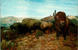 American Buffalo Or Bison  - Taureaux