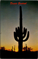 Cactus Saguaro Cactus Sundown On The Arizona Desert - Cactusses