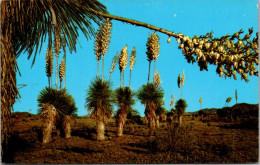 Cactus Desert Yucca Or Spanish Bayonet - Cactus