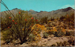 Cactus Springtime On The Desert - Cactusses