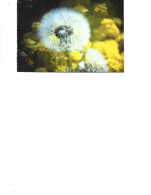 Romania  -  Postcard Unused   -  Flowers -  Dandelion - Taraxacum Officinale Web. - Plantes Médicinales