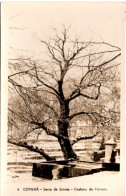 COVILHÃ - Serra Da Estrela - Chafariz Da Floresta - PORTUGAL - Castelo Branco