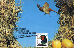 Etats-Unis - Oiseau : Faisan à Collier Blanc CM 2765 (année 1998) - Gallinacées & Faisans
