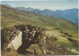 CPM Chasse A La Palombe Au Pays Basque - Chasse