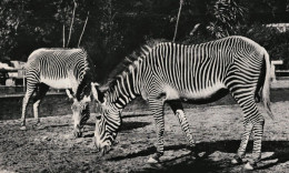 Grevy-Zebras Zoologischer Garten Berlin 1943 Unused Photo Postcard. Publisher J.Wieland & Co Berlin - Zèbres