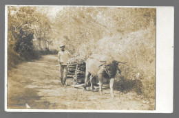 Carte Photo D' Afrique ? D' Asie ? Attelage, Chargement De Bois (A16p8) - Non Classés