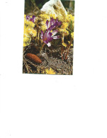 Romania  -  Postcard Unused   -  Flowers -   Irises - Medicinal Plants