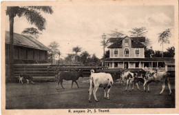 S.  SÃO TOMÉ - Roça Amparo 2º - Santo Tomé Y Príncipe