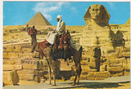 Camel Driver Near Great Sphynx - Egypt 1974 Used Postcard - Afrika