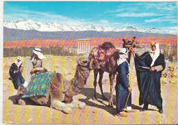 Camel Driver In Baalbeck , Liban  - 1980 Used Postcard - Asia