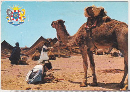 Camel Driver In South Morocco  - Old Uncirculated Postcard - Afrique