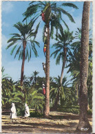 Date Fruits Harvest   - Old Uncirculated Postcard - Afrique