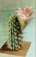 Cactus Oarry Rumpler Ware Collection Of Glass Models Of Plants Botanical Museum Harvard University - Cactusses