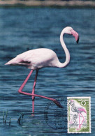 France - Année Européenne De La Nature : Flamant Rose CM 1634 (année 1970) - Flamingos