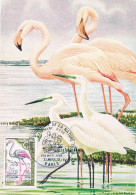 France - Année Européenne De La Nature : Flamant Rose CM 1634 (année 1970) - Flamingo's