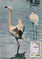 France - Année Européenne De La Nature : Flamant Rose CM 1634 (année 1970) - Flamingo