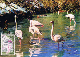 France - Année Européenne De La Nature : Flamant Rose CM 1634 (année 1970) - Flamants