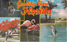 Carte Postal (122984) Florida Timbre 11c US Air Mail 23 Dec 1974 Avec écriture - Miami