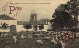 Waterloo Belgique Berger Et Son Troupeau De Moutons A La Ferme Papelotte - Farm Papelotte - Waterloo