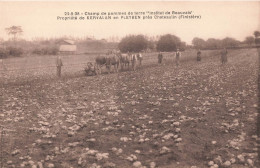 Delcampe - 29 Pleyben CPA Champ De Pommes De Terre Institut De Beauvais , Propriété De Kervalan Agriculture Culture Scène Attelage - Pleyben