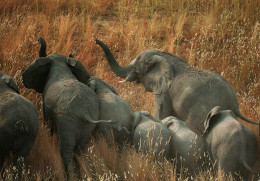 CPM - Couleurs Du CAMEROUN - Famille D'ÉLÉPHANTS - Edition Hoa-Qui - Éléphants