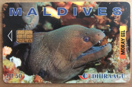 Maldives Moray Eel - Maldivas