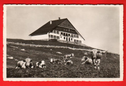 ZVG-36  Hotel Du Chasseral. Troupeau De Vaches Circulé En 1942 Avec Cachet Nods. Visa ACF 1939  - Nods