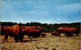 Yellowstone National Park Bison Or Buffalo Herd - USA Nationalparks