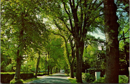 Massachusetts Cape Cod Beautiful Elm Lined Village Street - Cape Cod