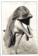 Carte Postale  DAUPHIN - Dauphins