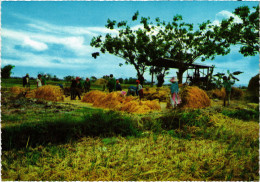 PC PHILIPPINES, RICE THRESHING, Modern Postcard (b48001) - Philippines