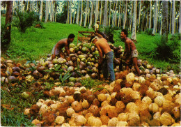 PC PHILIPPINES, COCONUT HUSKING BASILAN CITY, Modern Postcard (b48026) - Philippines