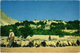 PC AFGHANISTAN, AN AFGHAN SHEPHERD DRIVING HIS SHEEP, Modern Postcard (b48150) - Afghanistan