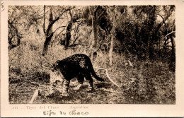 ARGENTINE  - Tigre Del Chaco  - Argentina - Animaux - Argentine