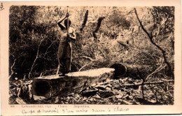 ARGENTINE  - Labrando Nna Viga - Chaco - Argentina - Coupe Et Travail D'un Arbre Dans Le Chaco - Métier - Argentine