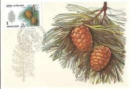 Carte Maximum Fdc URSS, 1980, N° 4742 YT, Flore, Arbres Et Arbustes, Cèdre De Sibérie - Maximum Cards