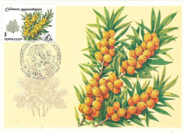 Carte Maximum Fdc URSS, 1980, N° 4745 YT, Flore, Arbres Et Arbustes, Nerprun - Cartes Maximum