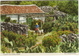 A Typical Scene, Canary Islands - (Espana/Spain) - GOAT / CHÈVRE / GEIT - John Hinde Postcard - Sonstige & Ohne Zuordnung