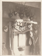 Hunting Trophy Room - Jagd - Vanatoare - Photo 90x120mm - Chasse