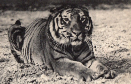 TIGRE DU BENGALE, PARC ZOOLOGIQUE DU BOIS DE VINCENNES  REF 9268 PAR - Tigers